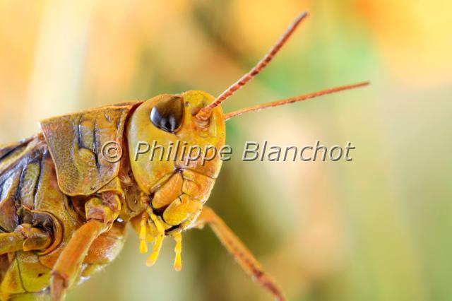 arcyptera fusca.JPG - Arcyptera fusca (portrait)Criquet barioléPallas' Grasshopper Orthoptera, AcrididaeFrance